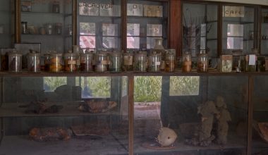 L’arbre de l’authenticité